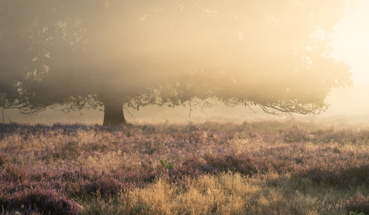 Picture shows a wide oak tree in the morning mist. Morning golden light breaks lights up the mist. In foreground there is a purple blooming heather field.