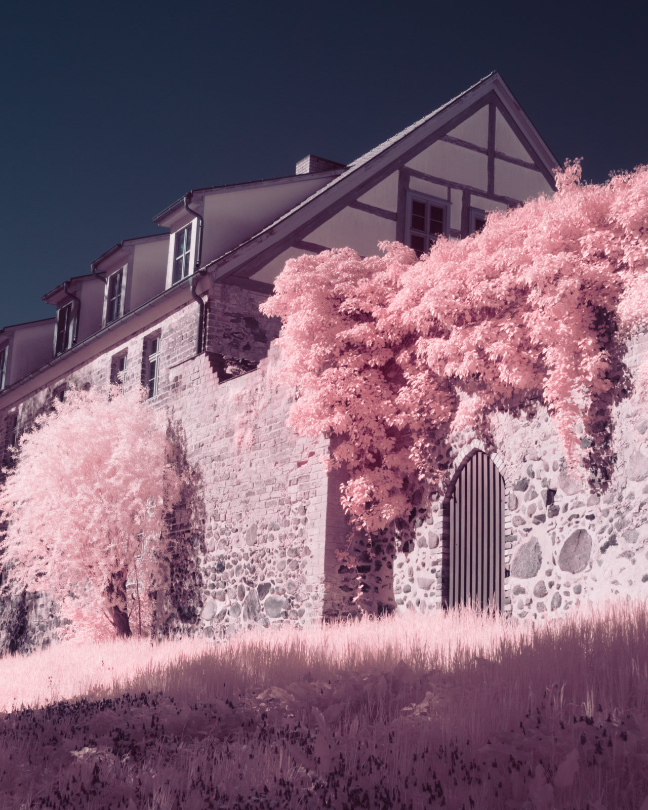 Infrared picture of a old mediaval town wall. There is a wooden door in the wall and a lush ivy grows above it. Due to infrared camera, all vegetation looks pink.