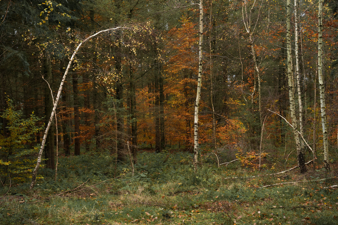 Thin birch tree on the left bowing before a group of other bircher on the right. Bright orange woodland is in the background.