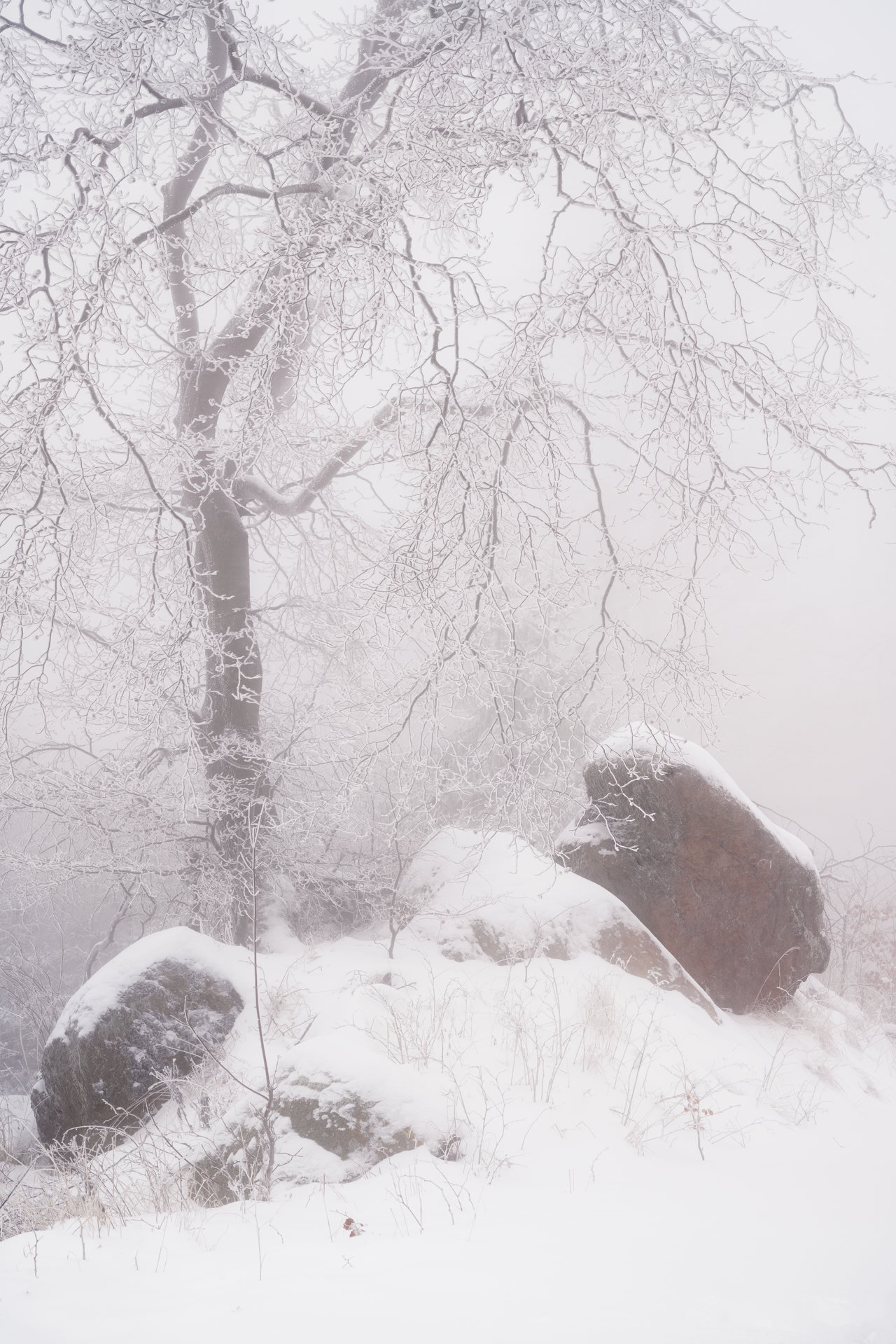 A bare tree, shot on a very foggy winter day, covered in frost. Large rocks and a freshly falled snow in the foreground.