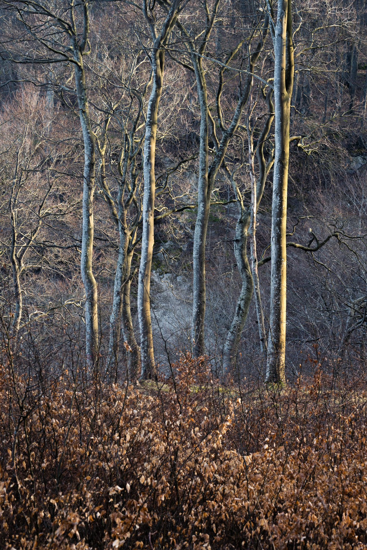 Bare beech trees in golden sunset light.