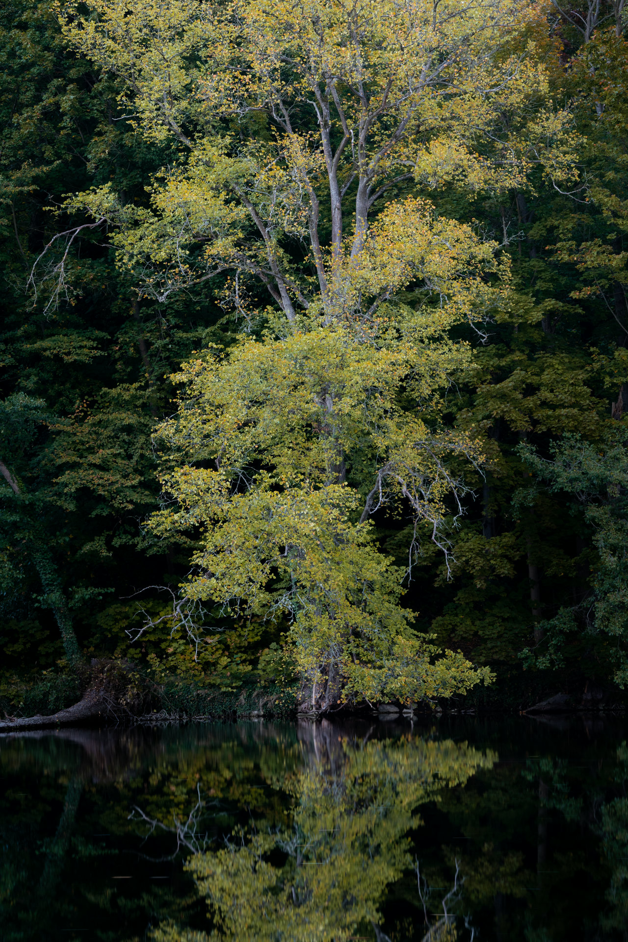 Beatiful yellow-leaved tree grows on the lake shore. It is thin at the bottom and gets wider and wider towards the top.