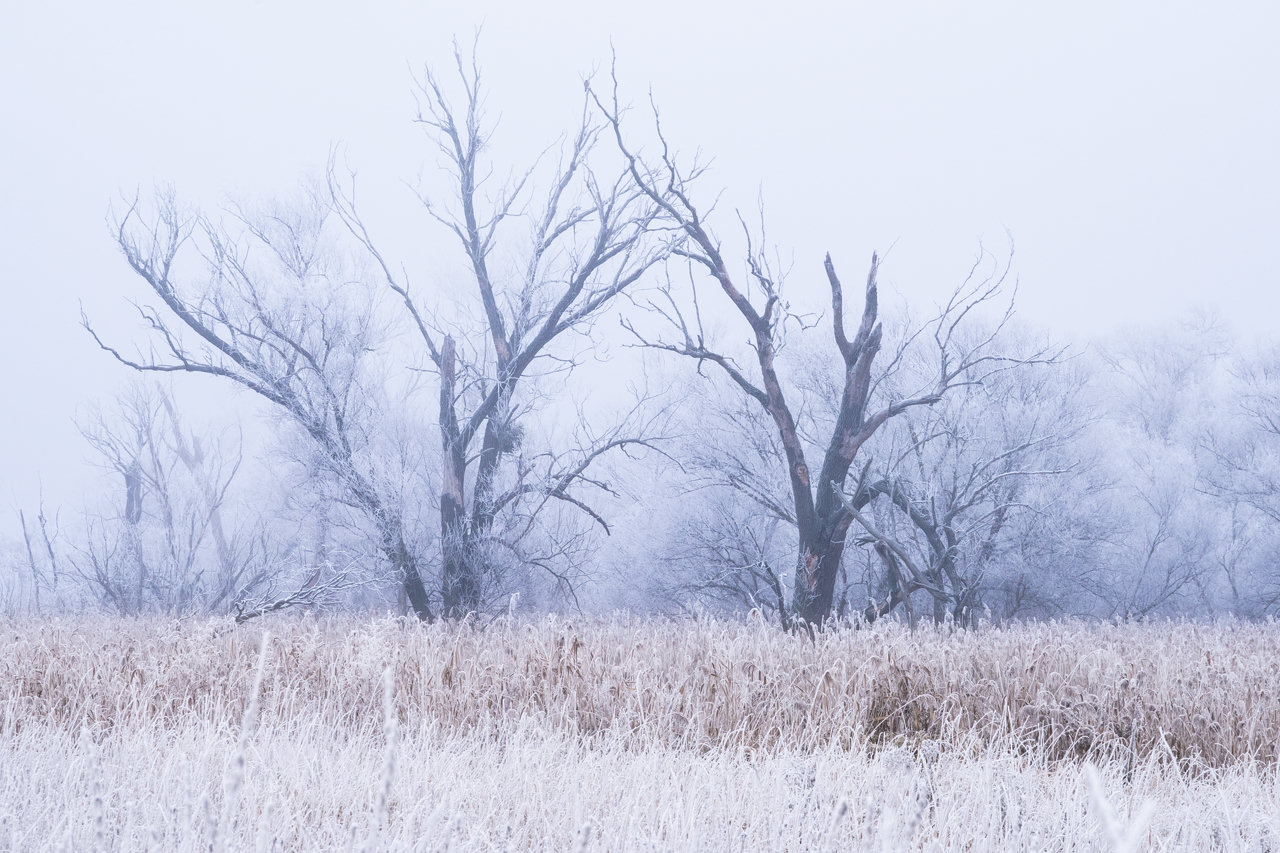 Two dead trees, cowered in snow and hoarfrost, reaching the branches owt to each other, given the appearence of a gate.