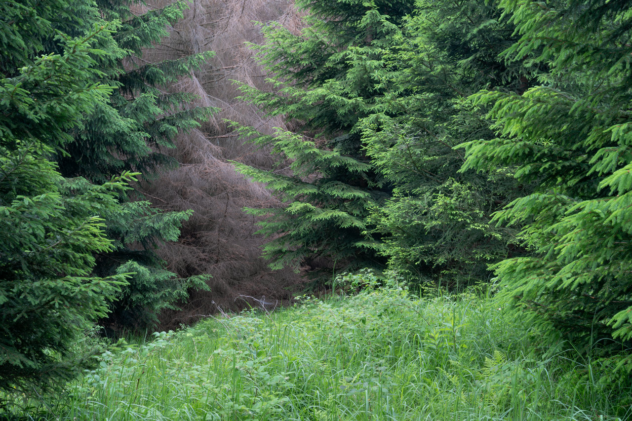 A single dead sprouce tree, surrounded by living green trees on all sides.