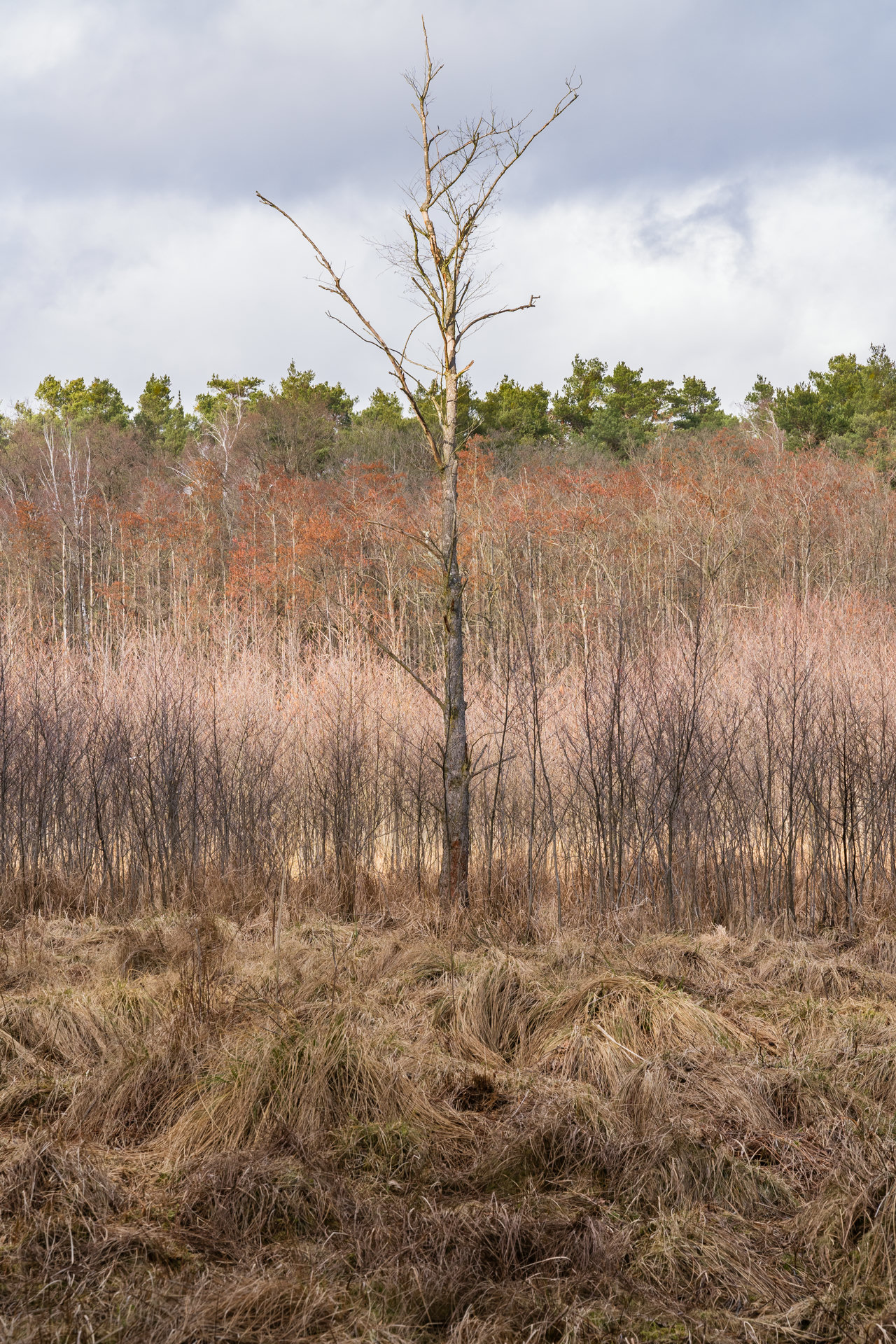 In the middle of the picture, there is a single straigt tree. In foreground, there are yellow swirly grasses. Behind the tree, there are some black bushes, followed by different, light pink bushes. Behind them, there are older oak trees with old orange leaves on them. And at the very back, there is a row of green pines.