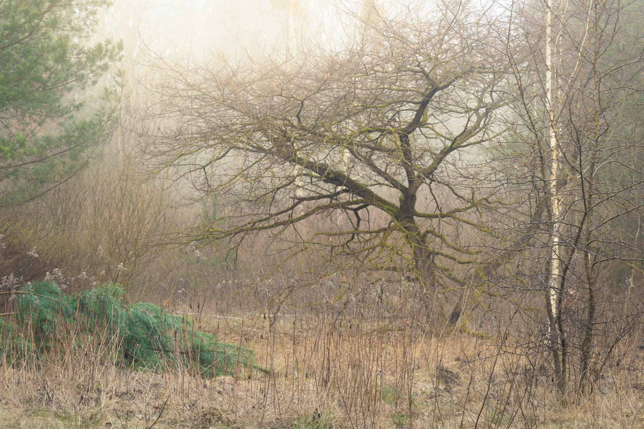 Gnarly bare oak tree leaning over a fallen pine tree. Bright light peeking through the mist in the background.