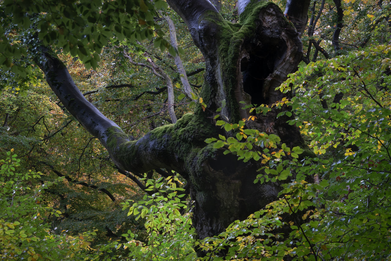 Old beech tree with a hollow at the top and reaching out branch on the right, giving the impression of a mythical hooded figure