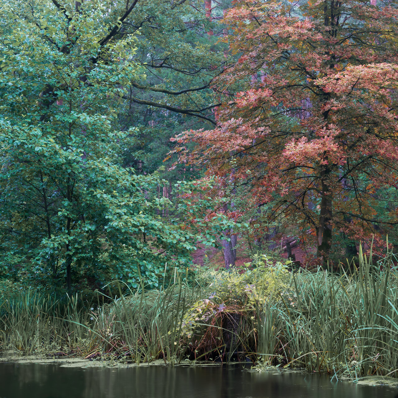 Two trees are standing at the bank of the river. Right one is already dressed in bright red autumn leaves. Left one is still green and reaches with it's branches towards the other tree.