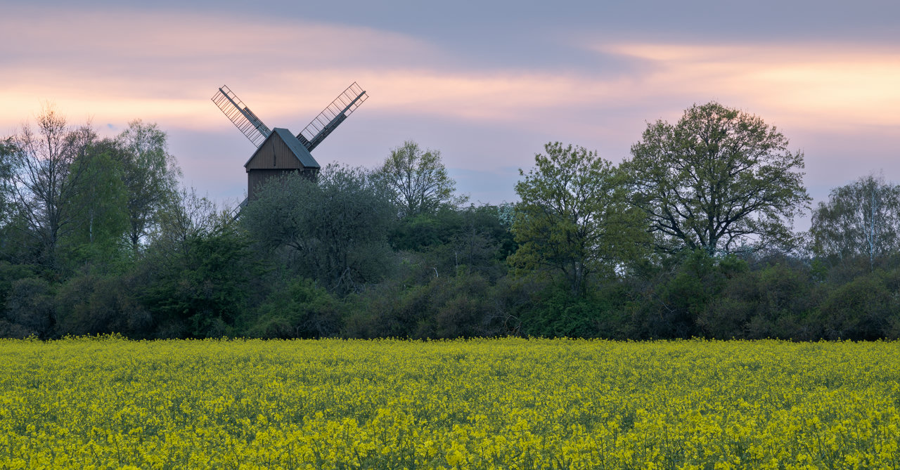 In the foreground, there is a yellow canola field. Behind it, there is a hill with green trees and bushes, from which one can see an old wooden windmill. There is a beatiful sunset in the sky - sky itself is blue and the clouds are bright orange.