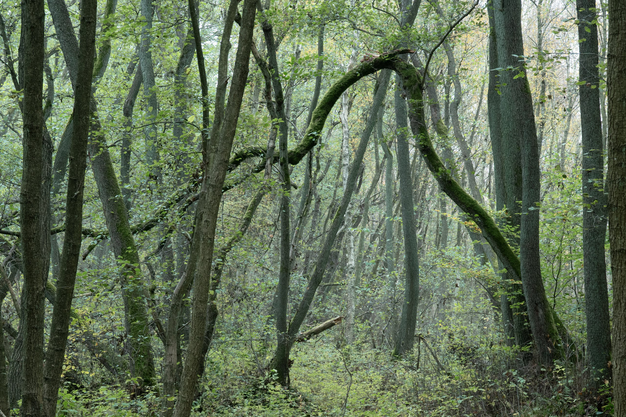 Dense beech green wodland. Focus of a picture is a thin tall tree that snapped in the middle. Root of the tree is in bottom right corner of the picture and the snapped top reaches all the way to the bottom left part.