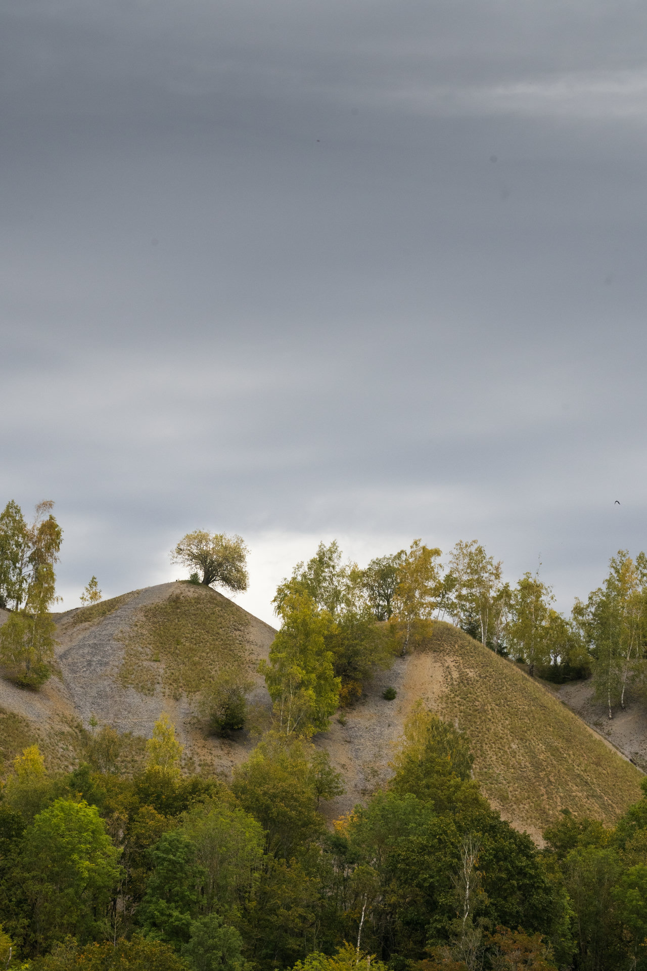 On the right, theres is a single yellow tree on top of a bare hill. It is surrpounded by smaller hills with a bunch of birch trees growing on them. It is a gloomy day and the sky is grey, but there is a faint glimmer of light right behind the singl tree.