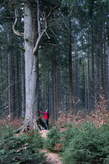 A man in a red jacket touching a huge fir tree.