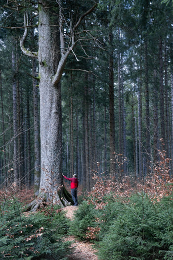 A man in a red jacket touching a huge fir tree.