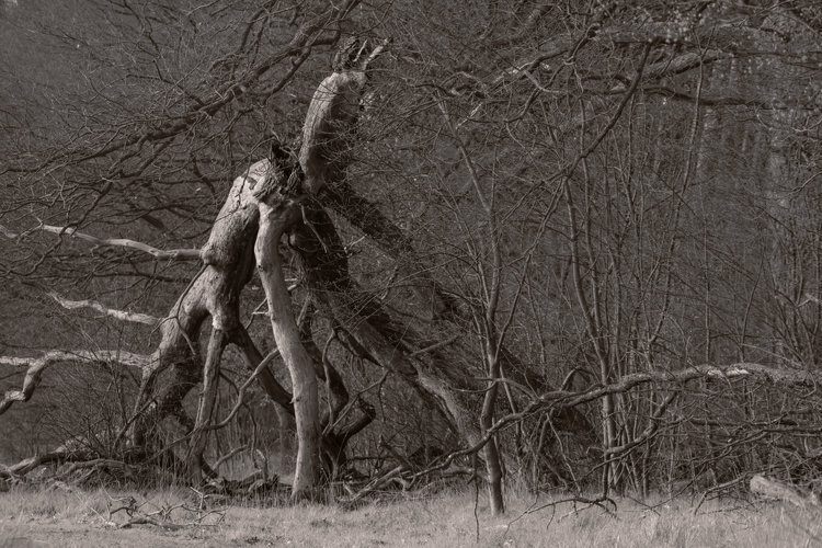 Black and white image of a upside-down fallen tree at the edge of field. Tree resembles a giant mythical creature. There are limb-like branches reaching to the ground. There is crack right at the base of the tree, where the first branches sprout that gives illusion of a horned head of a creature.