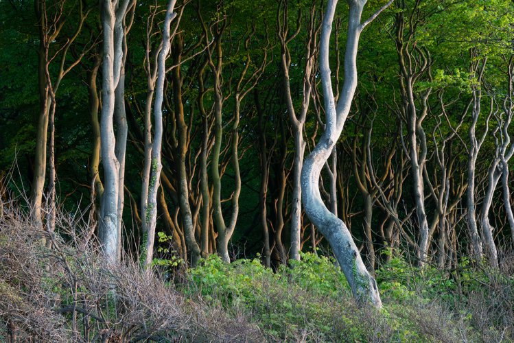 Golden hour picture of a coastal woodland. Main character is a crooked beech tree arching in the middle. Background is a dense woodland with more wavy beech trees and green leaves. In foreground, there are some brown bushes with no leaves on them.,