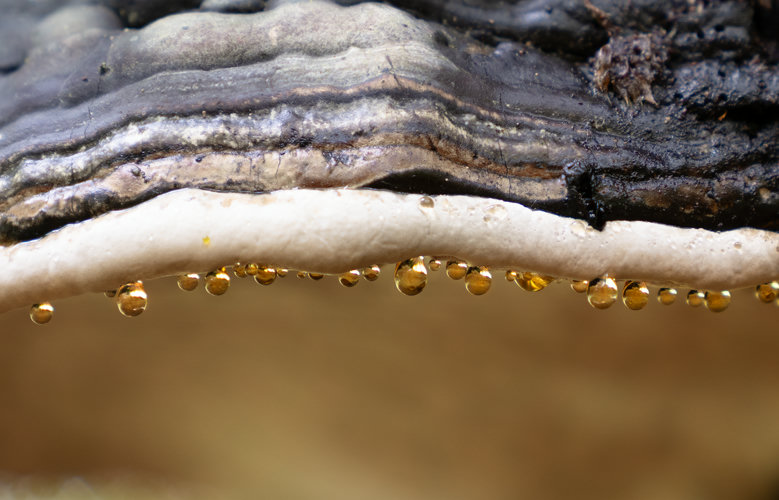 Closup of a wood mushroom head edge with small round tar droplets at the bottom.