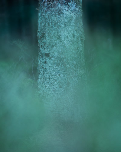 Picture of a mossy pine tree stem. In foreground there are out-of-focus half transparent leaves that gives viewer the illusion of a glow. Background is pitch dark.