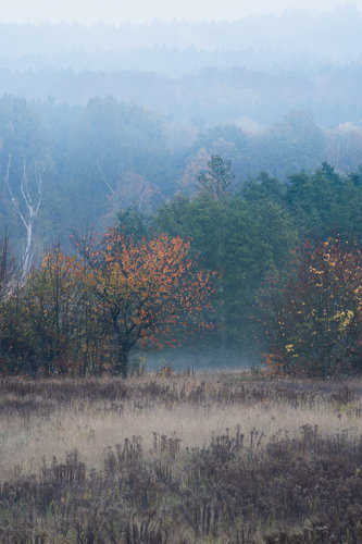 Orange automn tree stands near small openinig in the woodlands. Behind it, there is much larger and thicker woodland, covered in layers of mist.