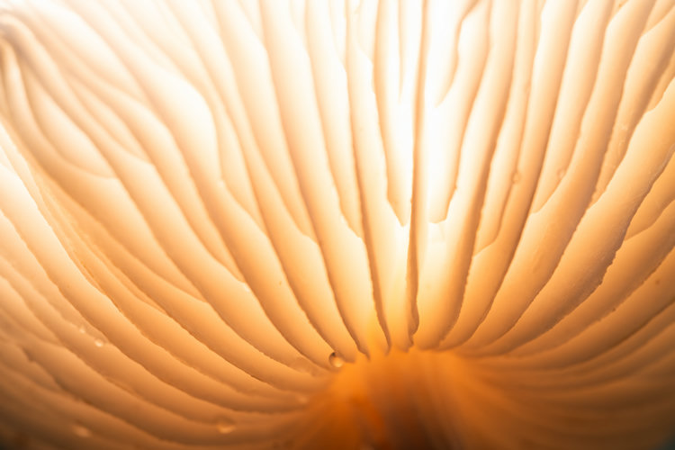 A closeup macro shot of mushroom gills with a bright warm light eminating from the center.