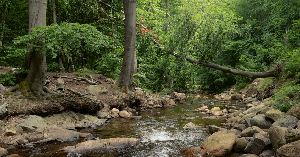 River flows into background.  Beech trees with gnarly roots grow on the left bank. Further away, there is a tall fallen tree, hanging over the river, from one bank to another. In the back there is a small bridge, surrounded by thick green woodland.