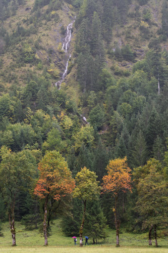 line of trees is in the foreground. Two of them are orange and the rest is green. In the background, there is a mountain slope with a small waterfall flowing down. It's a rainy day. Under the trees, there are two tiny human figures holding pink and blue umbrellas.