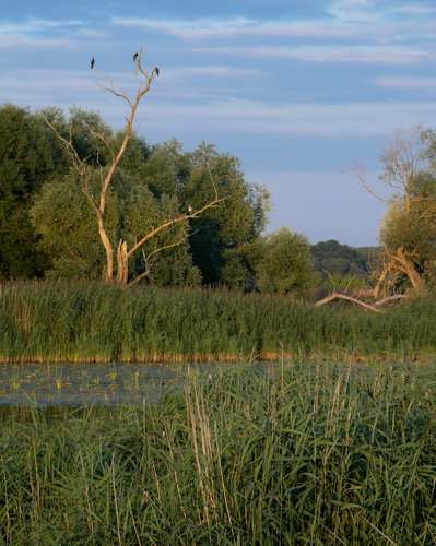 Focal point of the image is a dead tree on the left side. Three storks are sitting at the very top. In the background, there is an evening slightly purple sunset sky. In the midground, there is a river. Green reeds are growing on the both banks of the river.