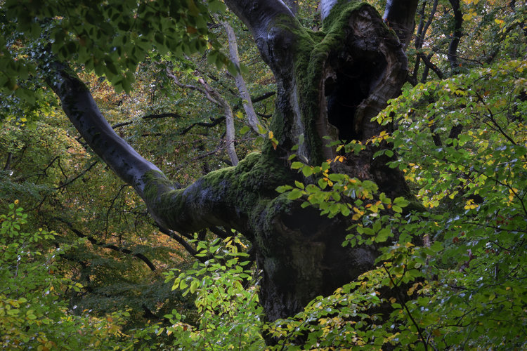 Old beech tree with a hollow at the top and reaching out branch on the right, giving the impression of a mythical hooded figure