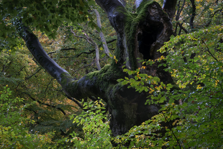 Old beech tree with a hollow at the top and reaching out branch on the right, giving the impression of a mythical hooded figure