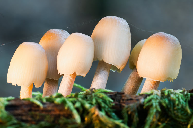 Six tiny mushrooms at the edge of log, slightly tipping towards the right