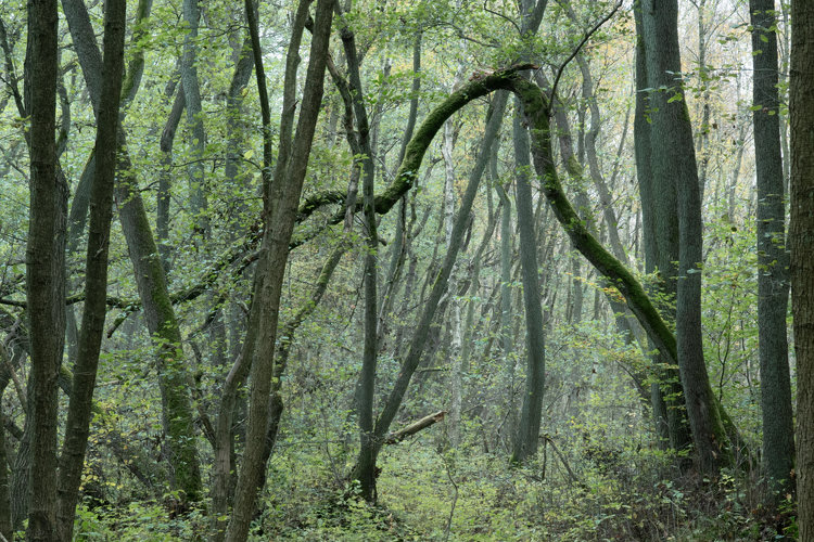 Dense beech green wodland. Focus of a picture is a thin tall tree that snapped in the middle. Root of the tree is in bottom right corner of the picture and the snapped top reaches all the way to the bottom left part.