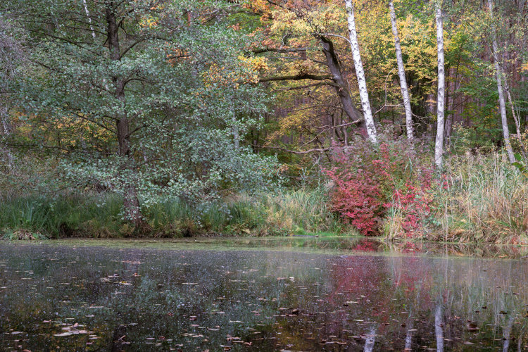 Thick autumn forest grows at the edge of a small pond. On ther left, trees are mostly still green. On the right, leaves are already changed in all varietes of autumn color: reds, yellows, some oranges.