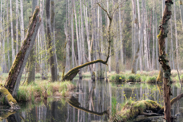 Thin beech tree grows on a small island in river. It stem grows almost horizontally and then knacks in the middle and reaches upwards. Scene is framed from the both sides by old dead beech trees. In the background, there is a thick beech woodland.