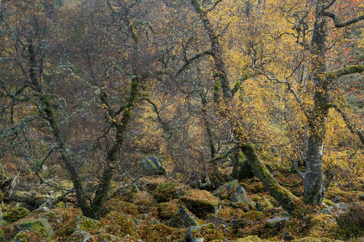 Picture shows mountain woodland scene. Subject are two V-shaped birch trees. Left one almost completely lost it's leaves already. Behind it you can see some bushes and branches, brown-purply toned. Right birch still has a full crown of bright yellow leaves on.